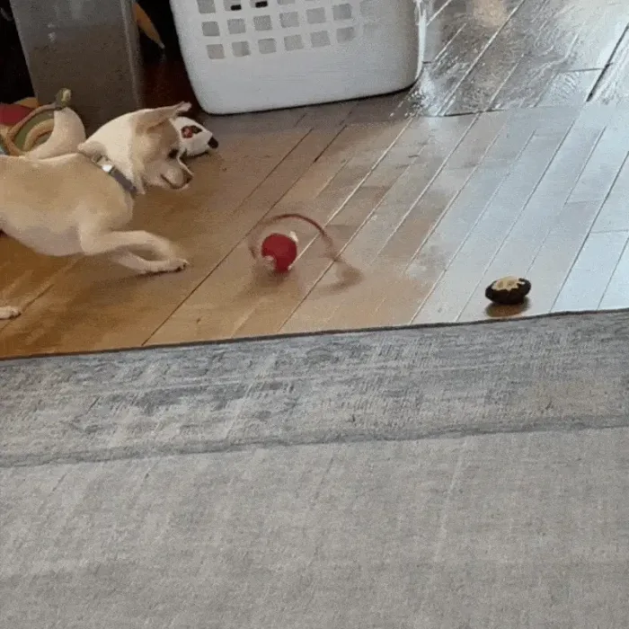 pet toy ball
