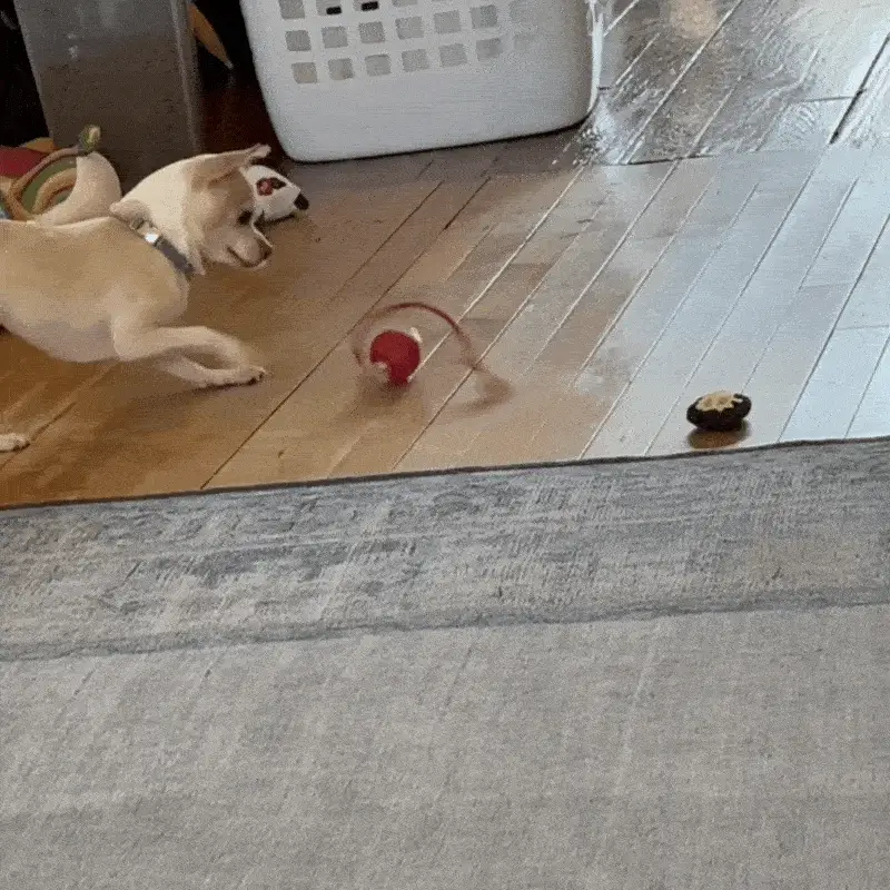 pet toy ball